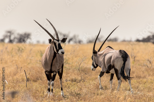 Oryx in the savannah in the heart of Etosha National Park, Namibia