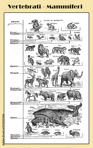 Zoology, vertebrates mammals from chiroptera to cetaceans - lexicon illustrated table with Italian names and descriptions