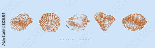 Collection of hand-drawn realistic seashells. Shells of mollusks of various forms: spirals, cone, scallops on blue background. Oceans nature in vintage style. Vector illustration of engraved lines.