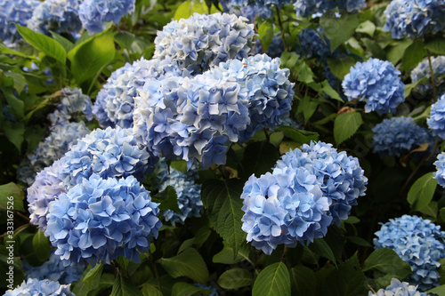 A Blue Hydrangea plant in full bloom