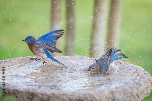 Eastern bluebird bathing in a granite bird bath