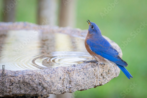 Male eastern bluebird bathing in a granite bird bath