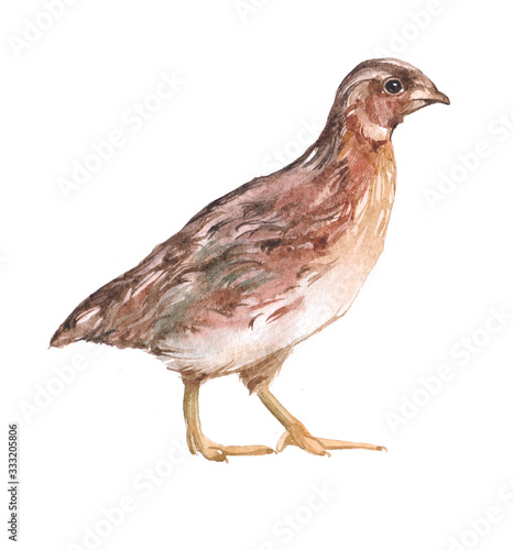 Watercolor quail bird animal on a white background illustration