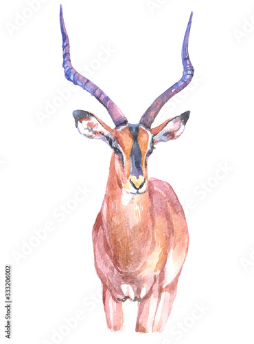 Watercolor impala animal on a white background illustration 