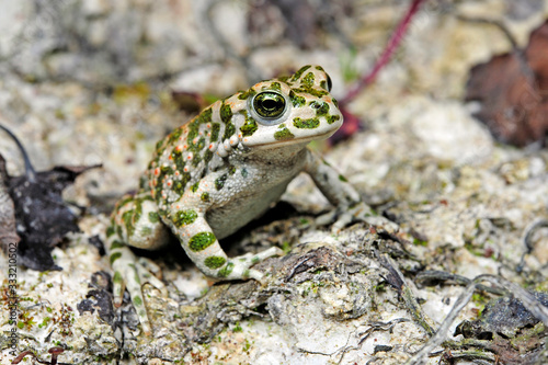 Wechselkröte / European green toad (Bufotes viridis) Deutschland / Germany