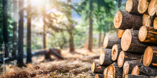 Forest pine and spruce trees. Log trunks pile, the logging timber wood industry. Wide banner or panorama wooden trunks.