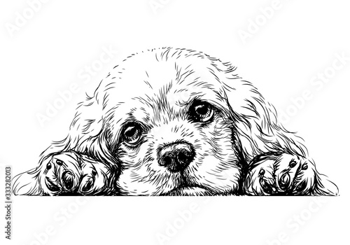 American Cocker Spaniel. Sticker on the wall. Sketch, drawn, artistic, black-and-white portrait of an American Cocker Spaniel puppy on a white background.