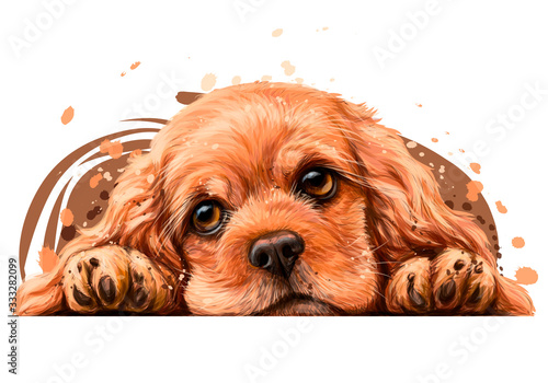 American Cocker Spaniel. Sticker on the wall. Realistic, hand-drawn, artistic, color portrait of an American Cocker Spaniel puppy on a white background in watercolor style.