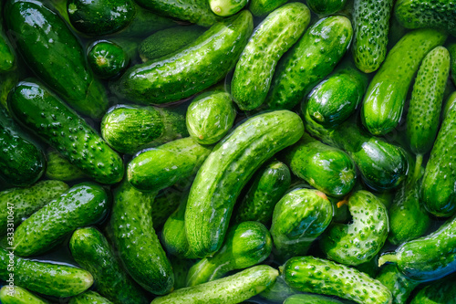 Preparations for pickling cucumbers in the village