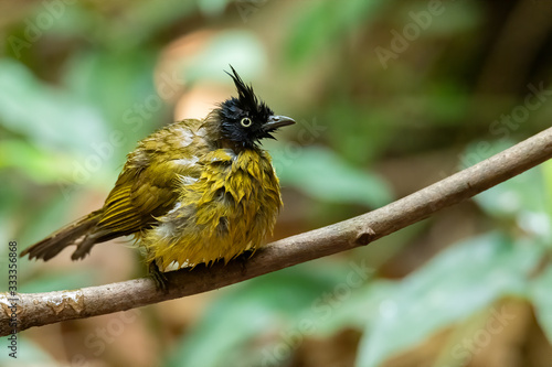 Funny, cute, wet and scruffy Black-crested Bulbul after bathing