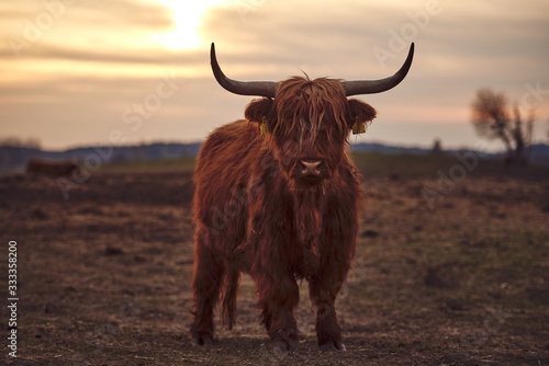 Young Scottish Highland Beef Cattle closeup