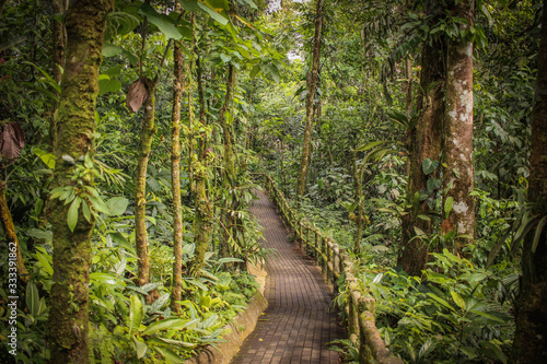 chemin au milieu de la forêt tropical que costa rica