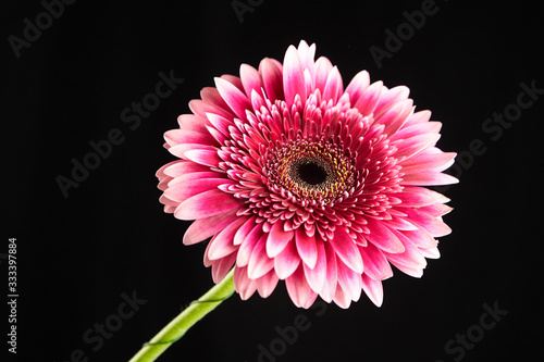 Gerbera red pink flower closeup, plant with pink petals on black background