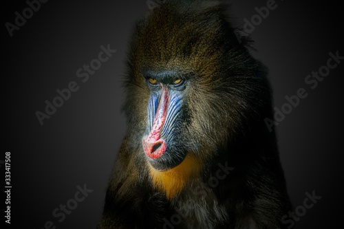 Portrait of male mandrill monkey on black background.