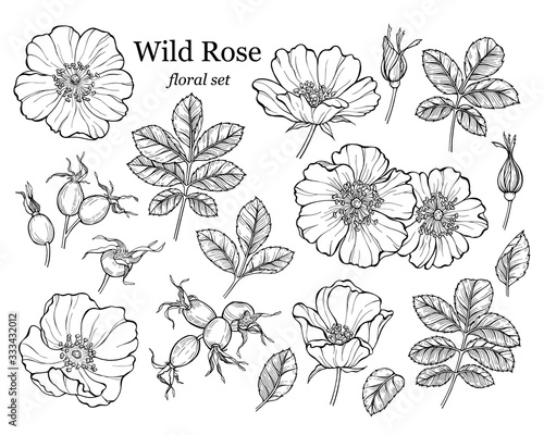 Wild rose flower set, line art drawing. Outline floral design elements isolated on white background, vector illustration
