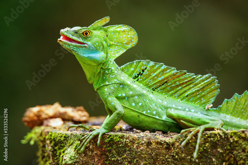 Male plumed basilisk (Basiliscus plumifrons) sitting on a stump