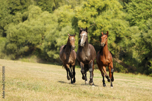 Three young horses galloping on pasture in sunny summer day. Stallions in freedom on meadow.