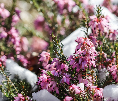 Blooming pink Erica carnea flowers (Winter Heath) and snow in the garden in early spring. Floral background