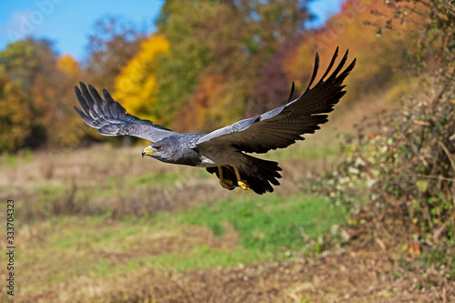 BLACK-CHESTED BUZZARD-EAGLE geranoaetus melanoleucus, IN FLIGHT PH