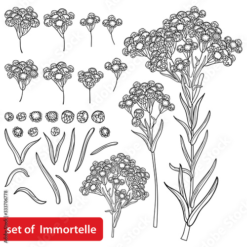 Set of outline Helichrysum arenarium or everlasting or immortelle flower bunch, bud and leaves in black isolated on white background. 