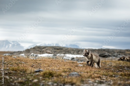 Arctic Fox cub near their den, Vulpes lagopus, in the nature rocky habitat, Svalbard, Norway, wildlife scene, action, arctic glacier and mountain covered by snow in background,cute young mammals, wild