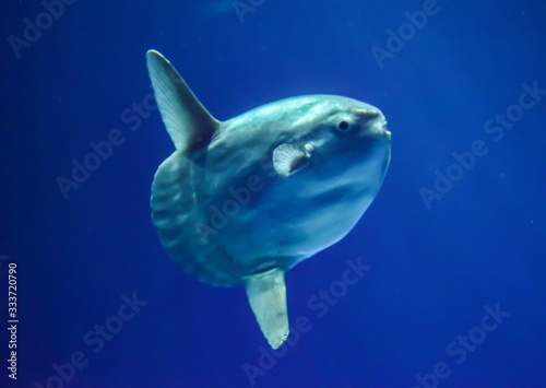 The ocean sunfish (Mola mola) is the largest bony fish in the world, weighing as much as 1000 kg. They live in tropical and temperate waters around the globe.