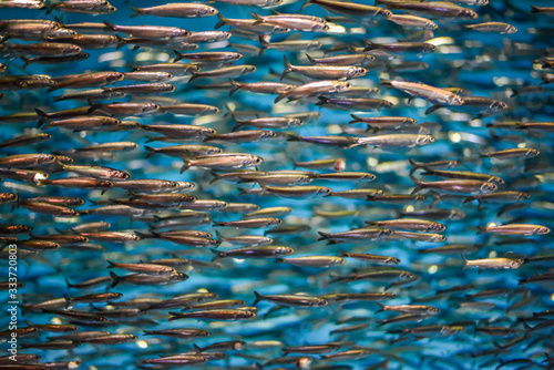 A school of anchovies swimming in the deep blue sea of the Pacific Ocean in Monterey Bay, California. Anchovies are commonly used as "bait fish" for fishermen.