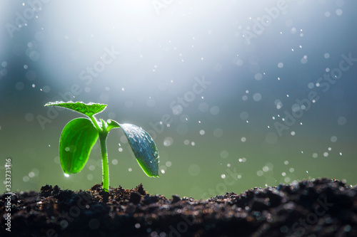 Rising young fresh plant growing in heavy rain. Symbolizes the struggle for a new life..