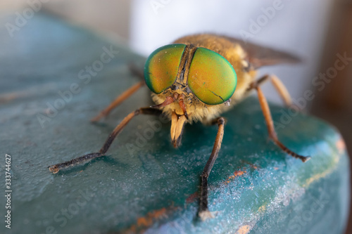 a green-eyed fly. Philipomyia aprica is a species of 'horse flies' of the family Tabanidae.