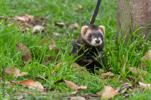 Hurón con correa de mascota jugando sobre el pasto