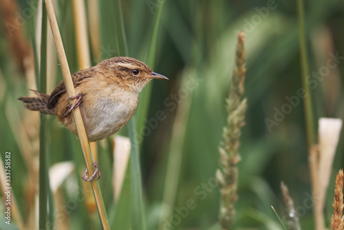 Small wren perched on grass spikes