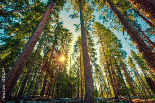 Sunrise in the Sequoia Forest, Yosemite National Park,