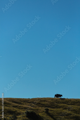 ニュージーランド ウェリントンのマカラの牧場の牛