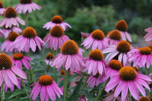 Colorful coneflowers (Echinacea purpurea) with a green garden soft-focused in the background.