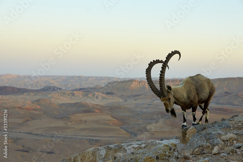 A Nubian ibex Capra nubiana wild goat Mizpe Ramon Negev Desert Israel