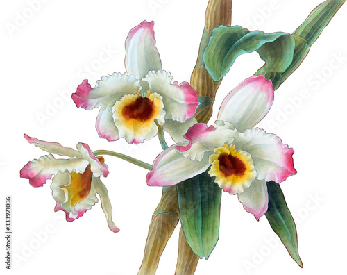 Watercolor orchid dendrobium branch, hand drawn floral illustration isolated on a white background.