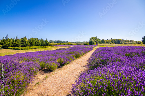 Jardin Du Soleil Lavender Farm, Sequim, Washington state