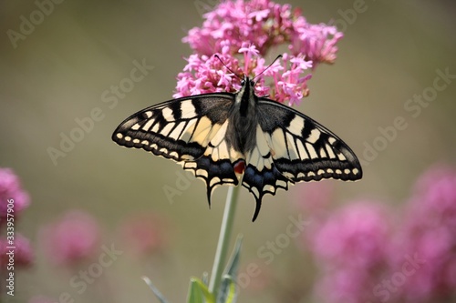 Machaon