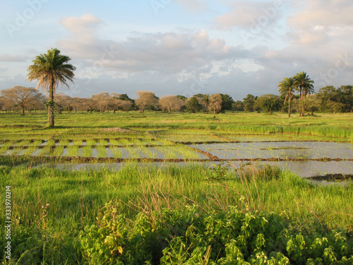 A landscape near of Diouloulou with rice crops in the region of Casamance, Senegal