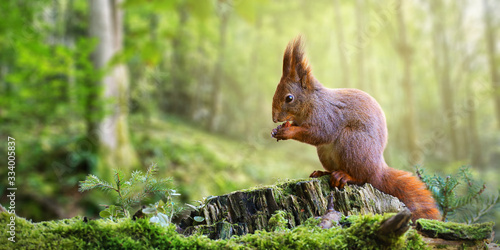 Cute red squirrel, sciurus vulgaris, eating a nut in green spring forest with copy space. Lovely wild animal with long ears and fluffy tail feeding in nature. Wide panoramic banner of mammal.