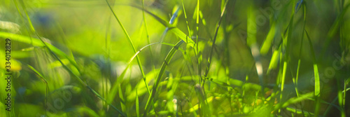 green grass with dew drops under the morning sun, close up, blurry background