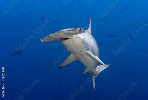 Hammerhead shark in sun rays