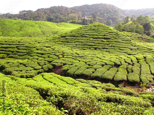 campos de te en malasia cameron higthland