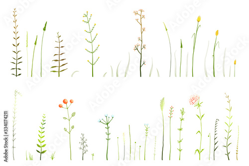 Wild grass and dry medical herbs and flowers hand drawn collection, freehand isolated decorative herbarium objects on white.