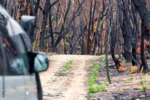 Driving through burnt bush land after summer fires