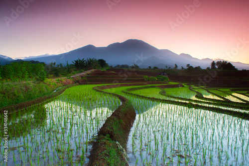 the beauty of terracing in rice paddies with green rice, the morning sun with the mist with the beautiful sky of Indonesian rice fields