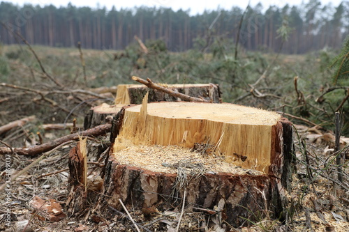 Wycinka drzew - lasów