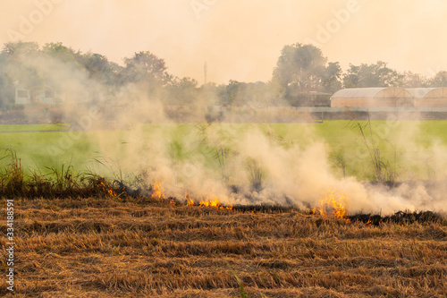 Flames, smoke from burning stubble straw.