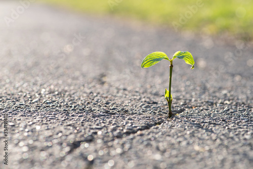 Eine kleine Pflanze wächst aus einem Riss in der Straße 