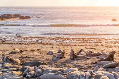 Elephant seals sleeping on beach in Elephant Seal Vista Point, San Simeon, California, USA